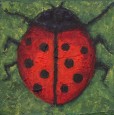 Bug - ladybug